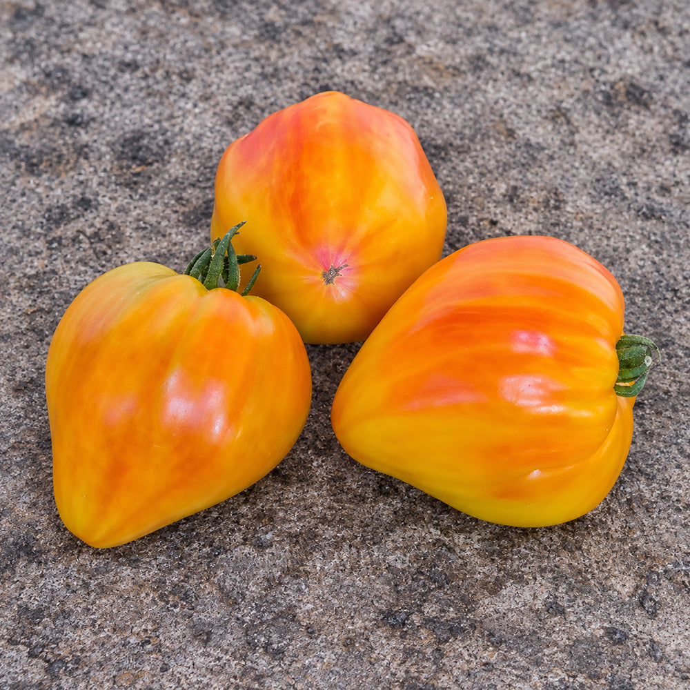 407 Cœur de Zèbre Abricot Tomato