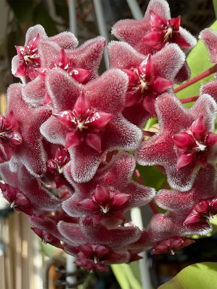 Hoya pubicalyx 'Pink Silver'