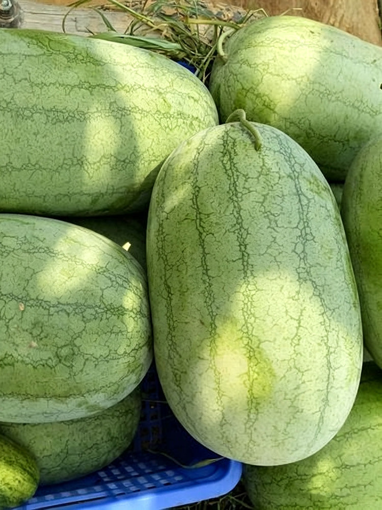 Green Phoenix F1 Giant Watermelon