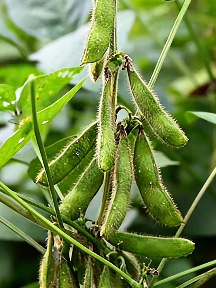 Small Black Soybean