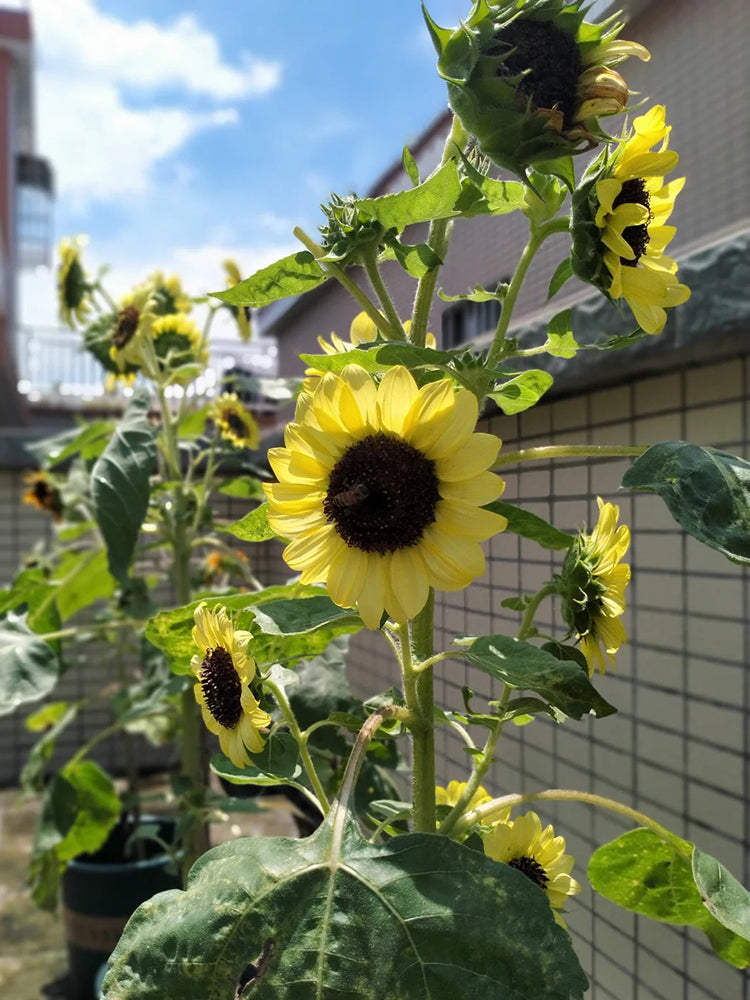 'Green Crown' Ornamental Sunflower