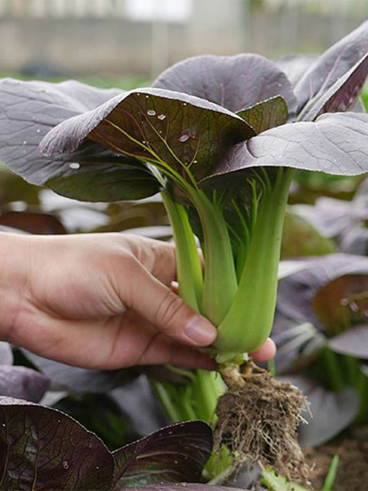 'Ziguifei' Purple Bok Choy