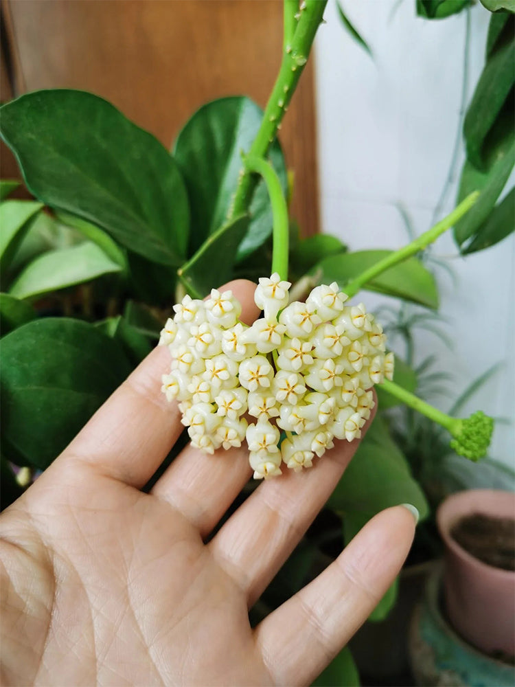 Hoya pachyclada