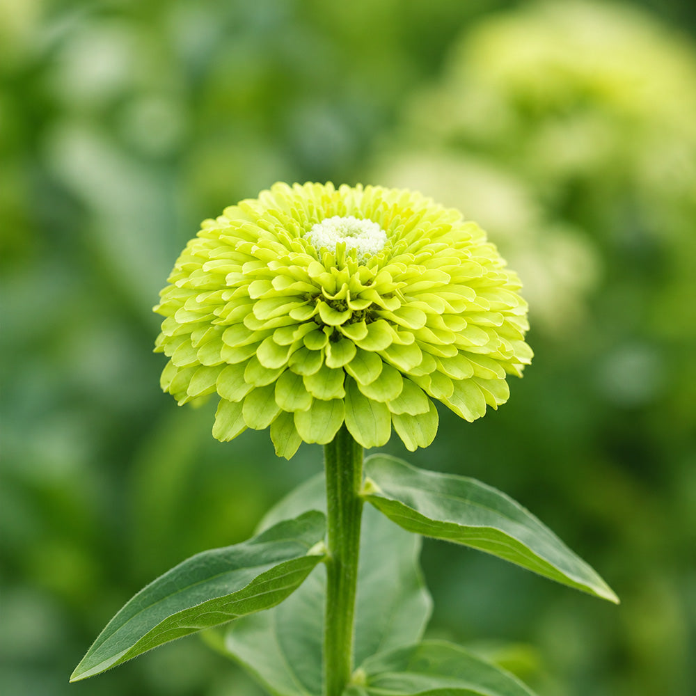 W1349 Envy Zinnia