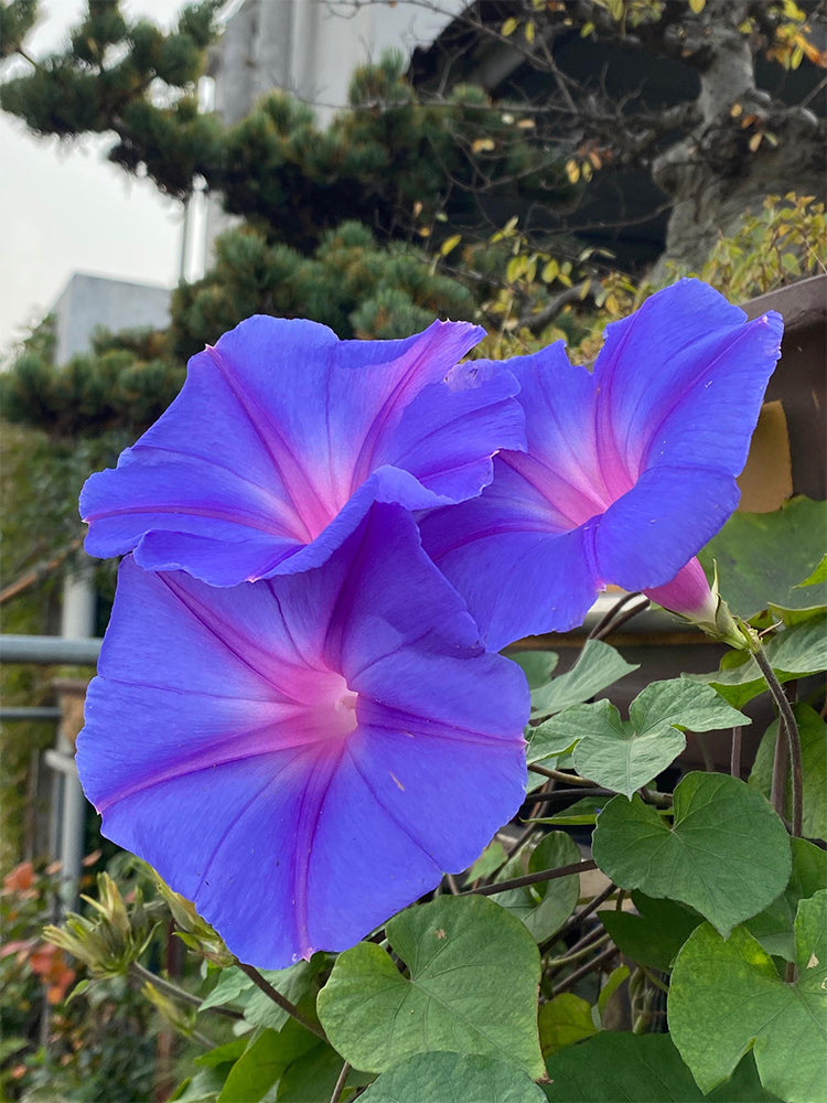 Hezhichun Morning Glory