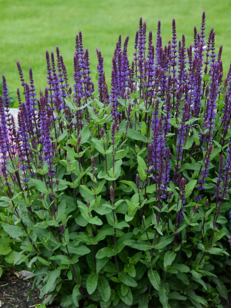 Hezhichun Woodland Sage