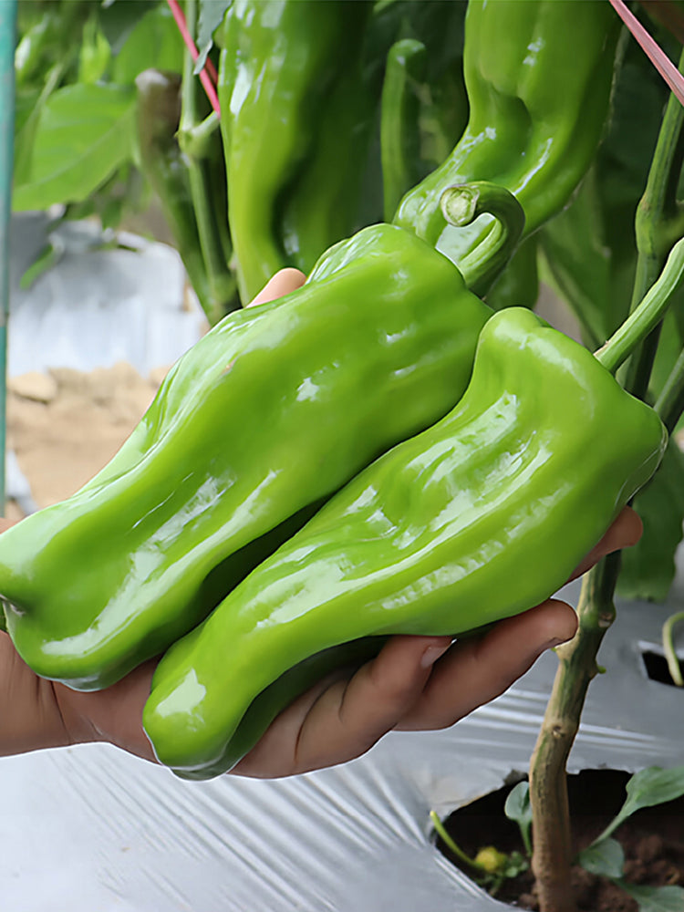 'Zhongjiao Bopila No.1' Pepper