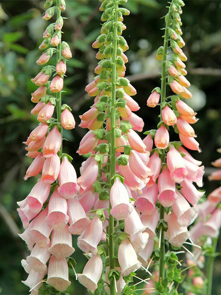 Pink Foxglove