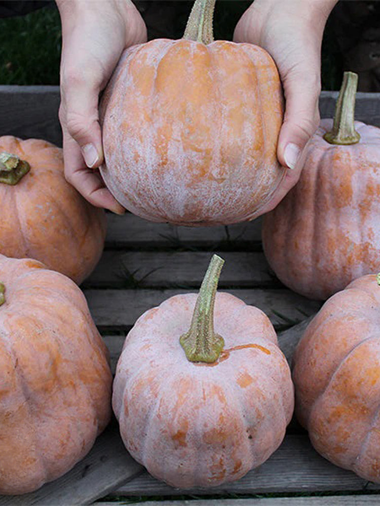 Jiami F1 Pumpkin