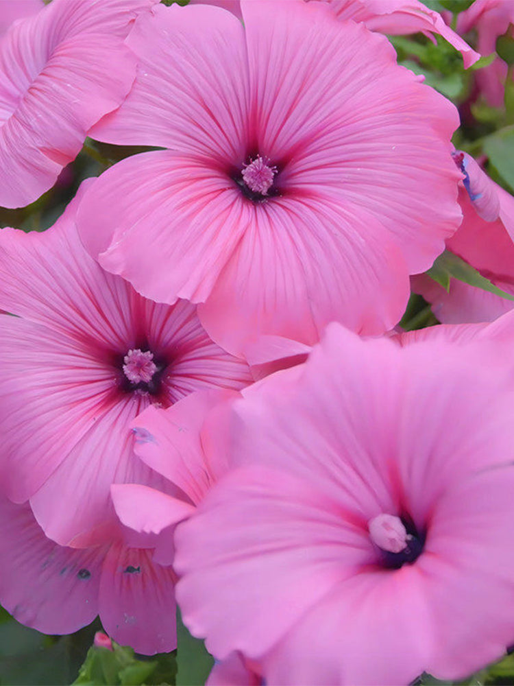 Hezhichun Rose Mallow