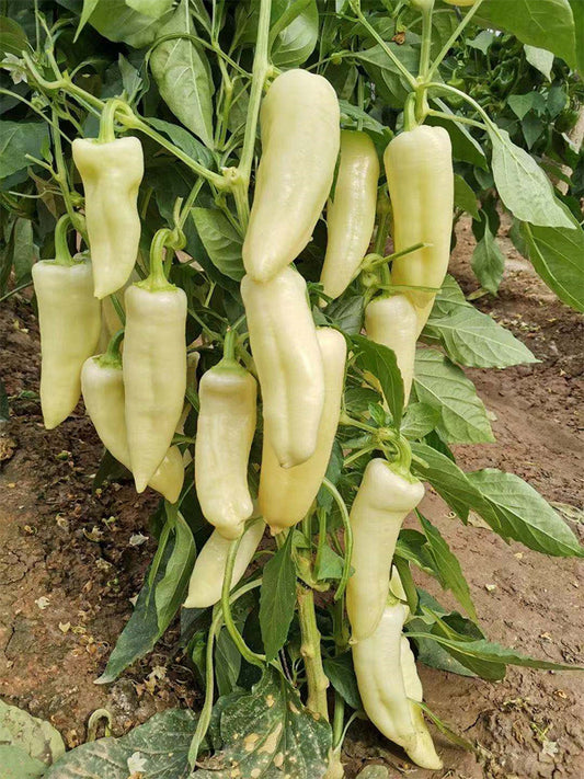 Baifumei White Chili Peppers