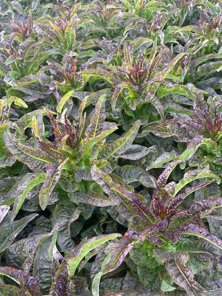 Dawn Red Lettuce