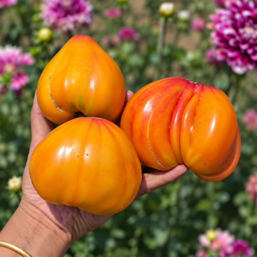 532 Minusinsk Orange Elephant Tomato
