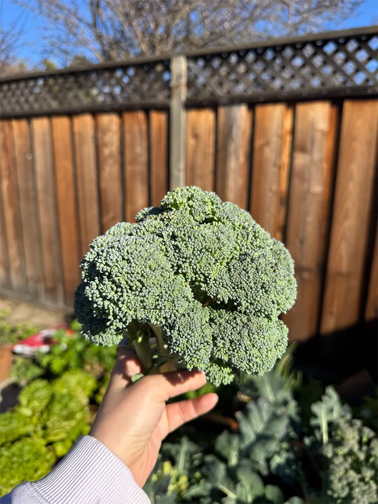 Broccoli