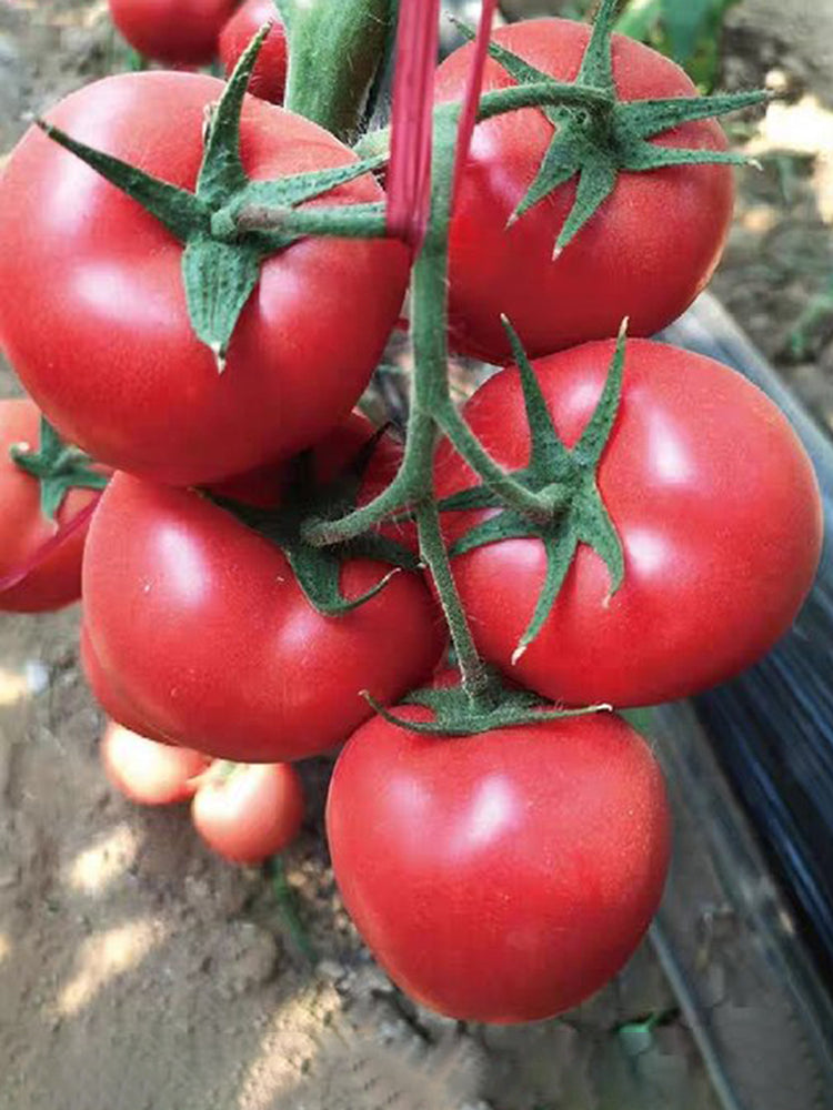Kuwait No.4 Pink Tomato Hybrid Seeds