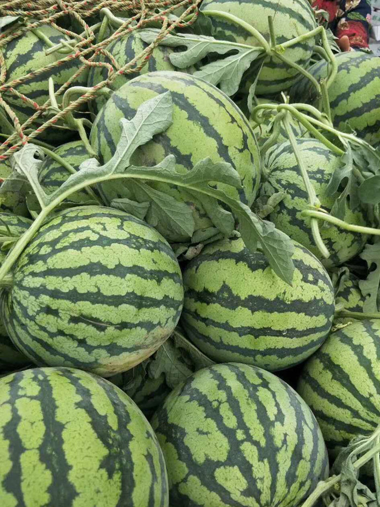 'Xia Shi No.1' Hybrid Watermelon