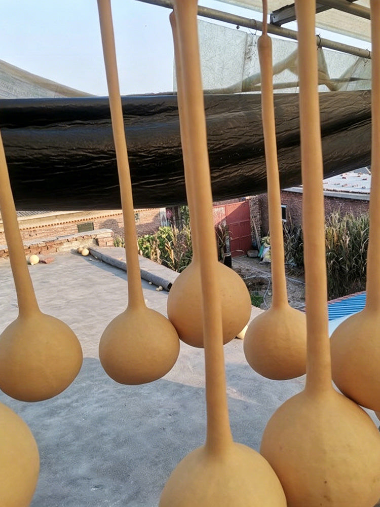 Long Handle Gourd