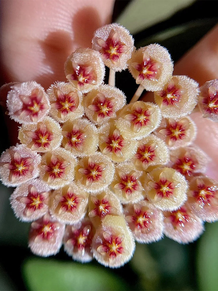 Hoya walliniana Unrooted Stem Cuttings