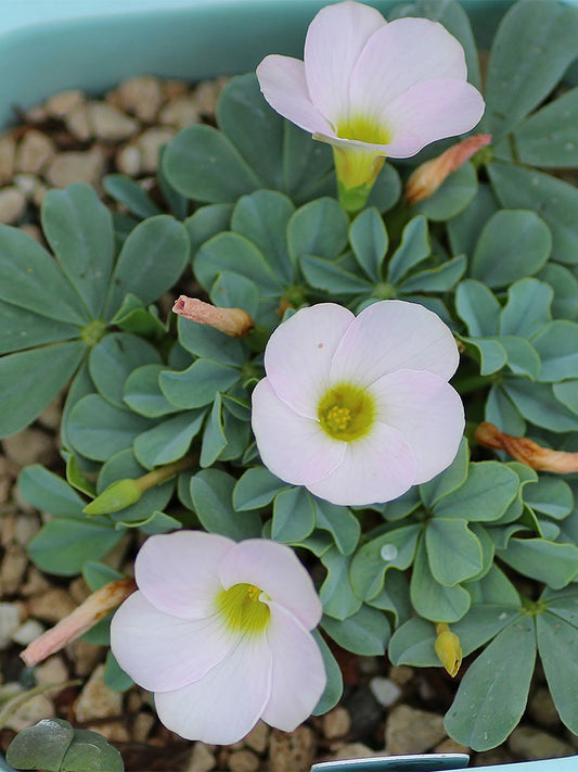 Oxalis flava Series Bulb - ‘lavender form’