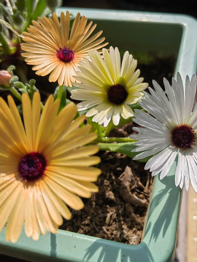 Summer Color Mix Lampranthus