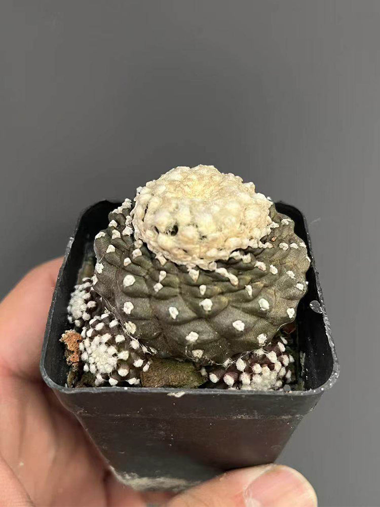 Copiapoa tenuissima f. monstruosa