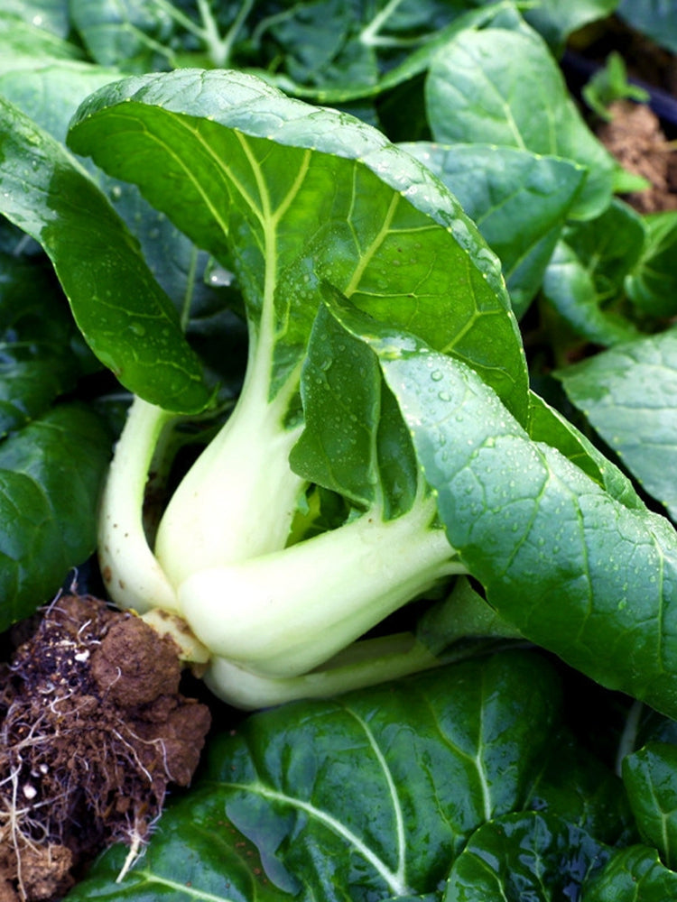 Dwarf Black-leaf Pak Choi