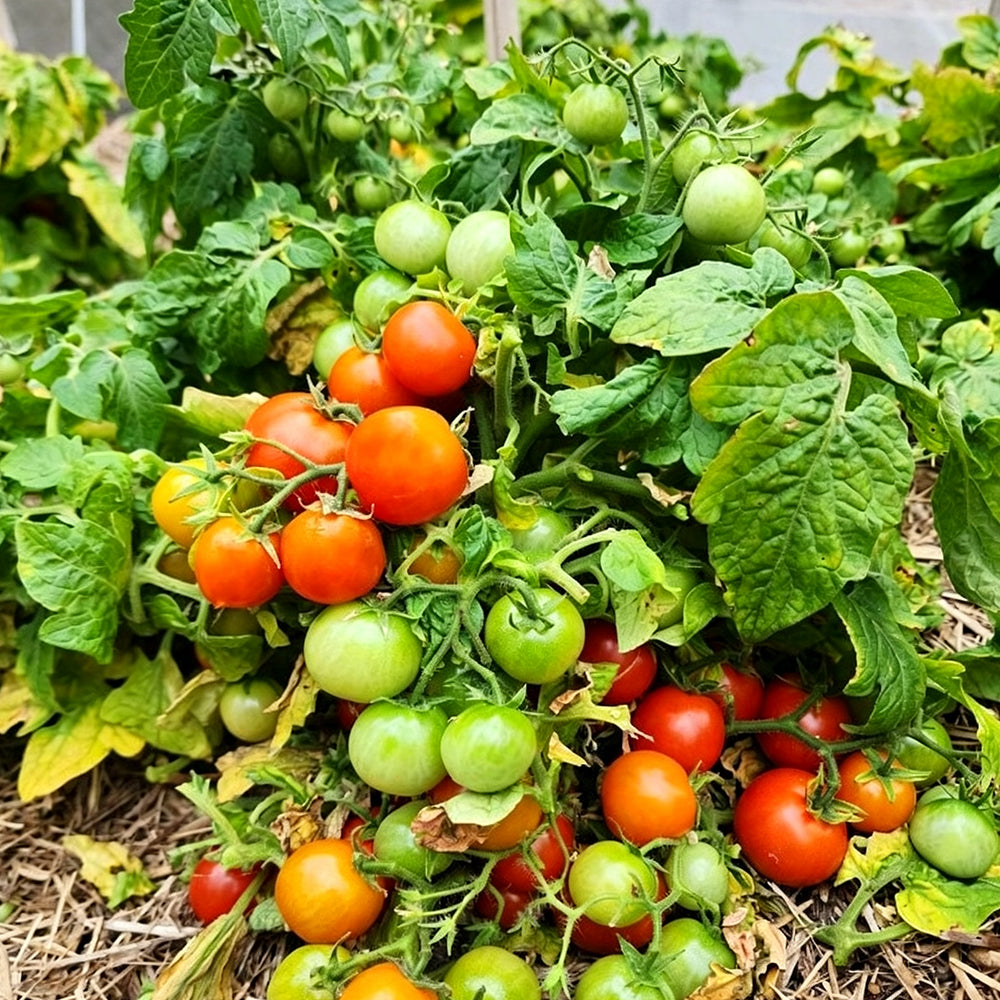 769 Mini Pig Red Tomato