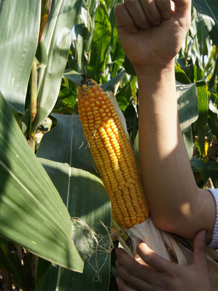 NK718 Corn Maize Hybrid