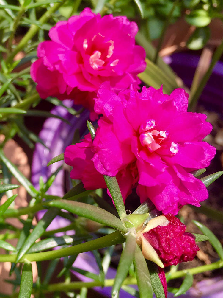 Hezhichun Rose-red Portulaca
