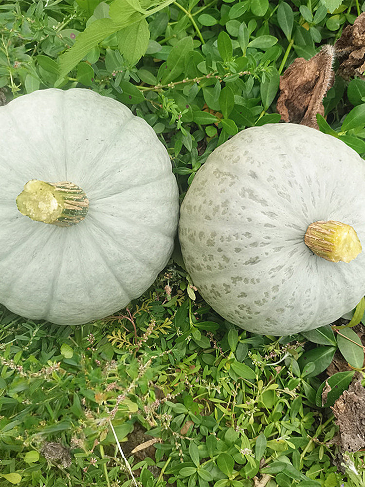 'Jiemei' Silver Chestnut Pumpkin