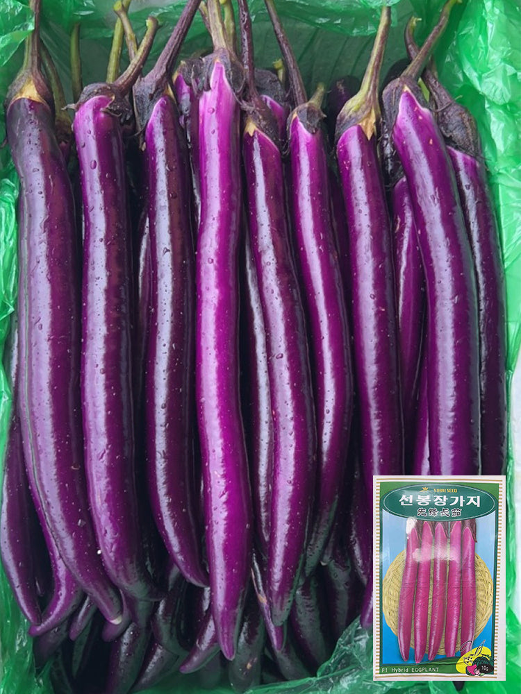 'Xianfeng' Eggplant