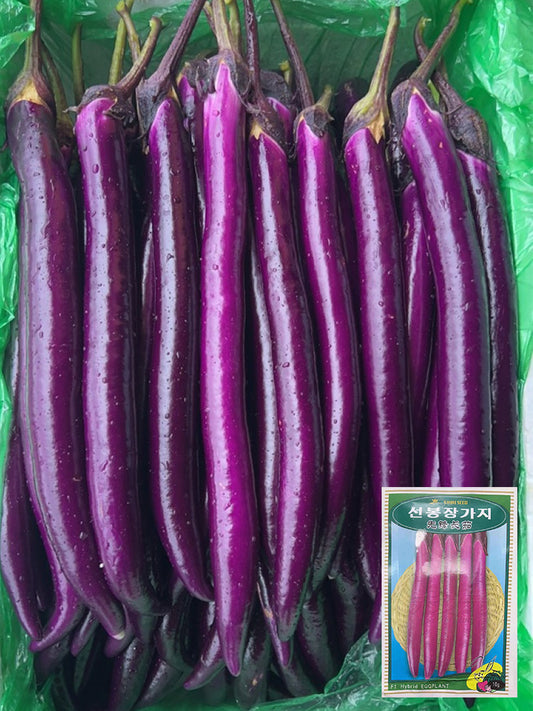 'Xianfeng' Eggplant