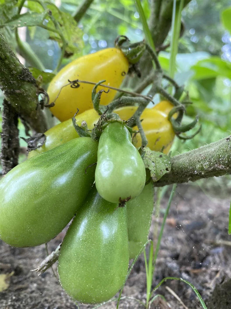 Yellow Pear Tomato