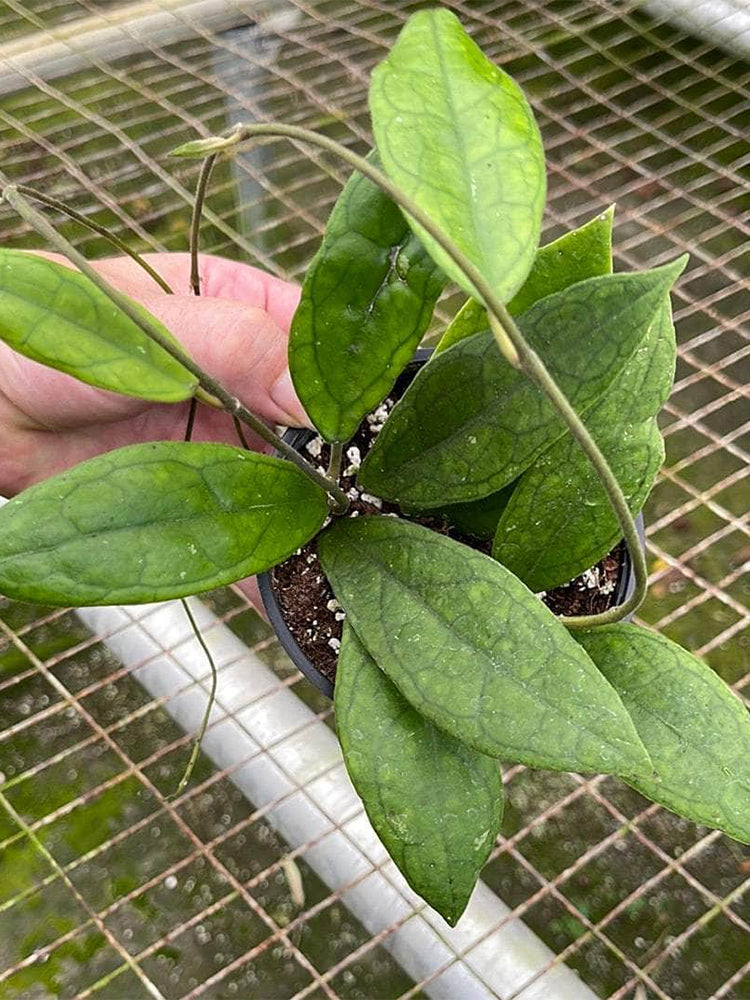 Hoya finlaysonii 'Narrow Leaf'