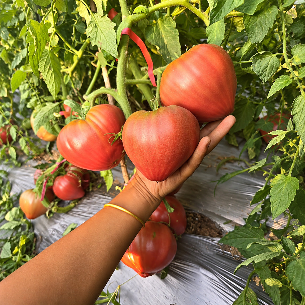 239 Borisovna's Black Heart Tomato
