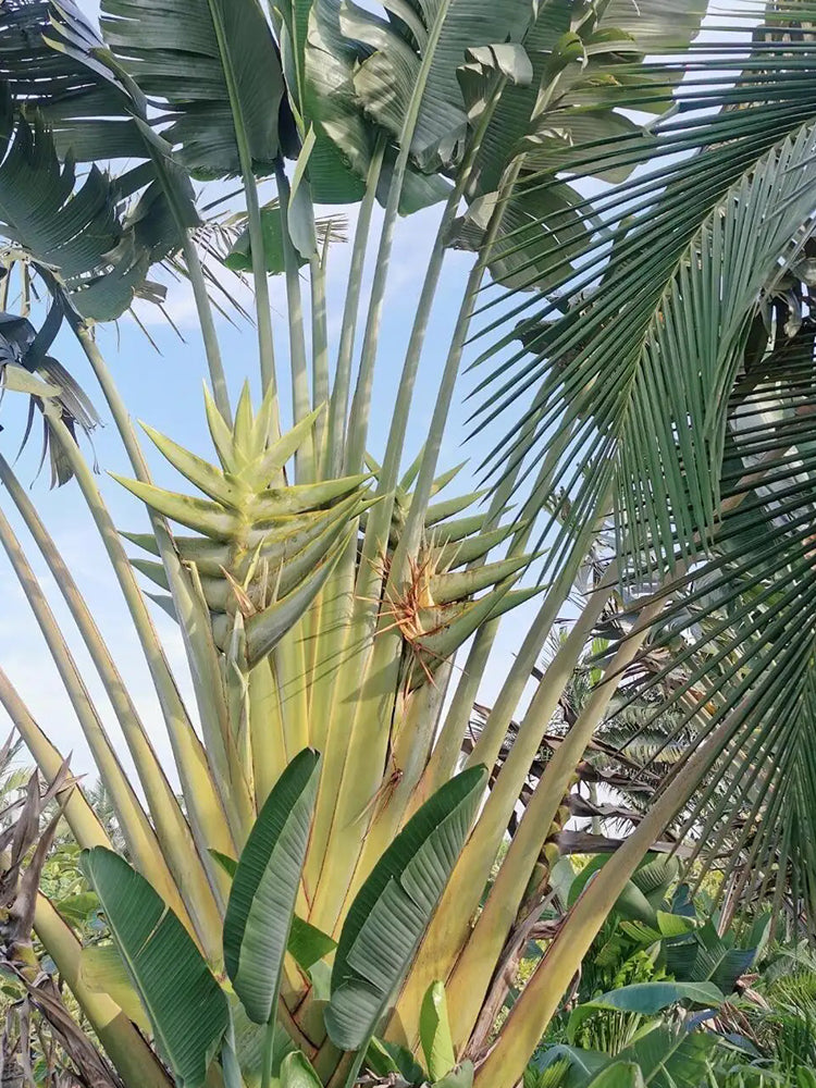 Traveller's Palm Seeds