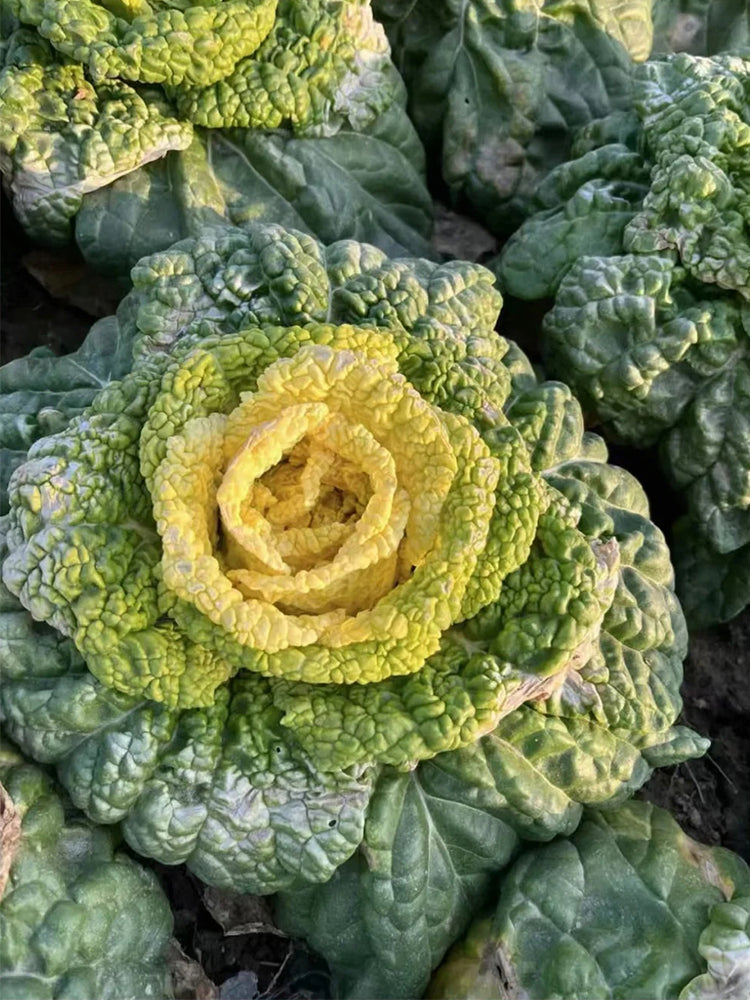 Yellow-Heart Wuta Cai