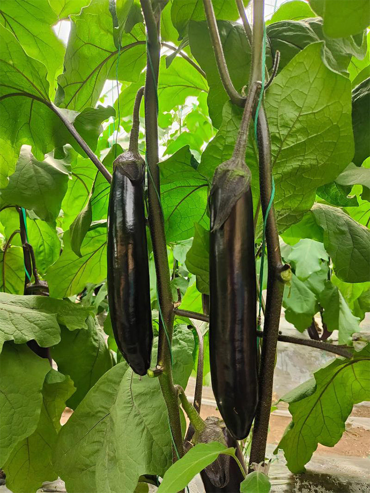 'Yuqie No.5' Eggplant