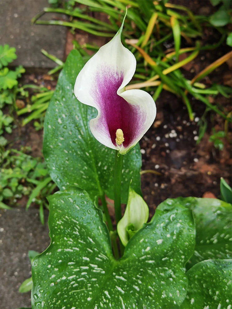 'Picasso' Calla Lily