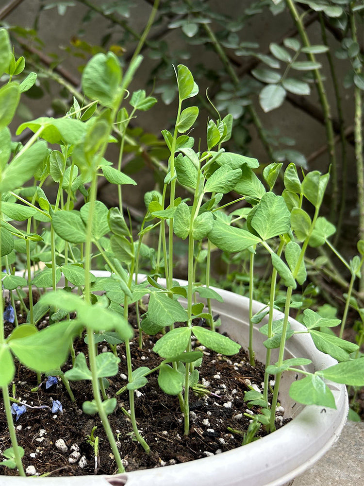 Sweet Crispy Pea Shoots
