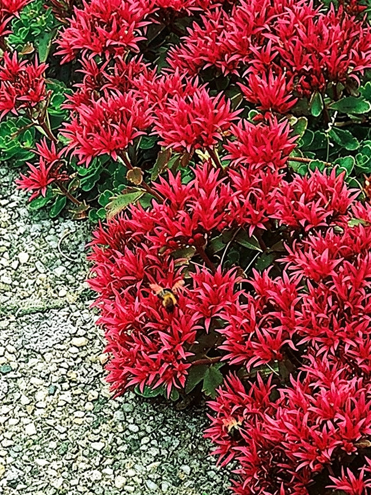 'Summer Glory' Stonecrop