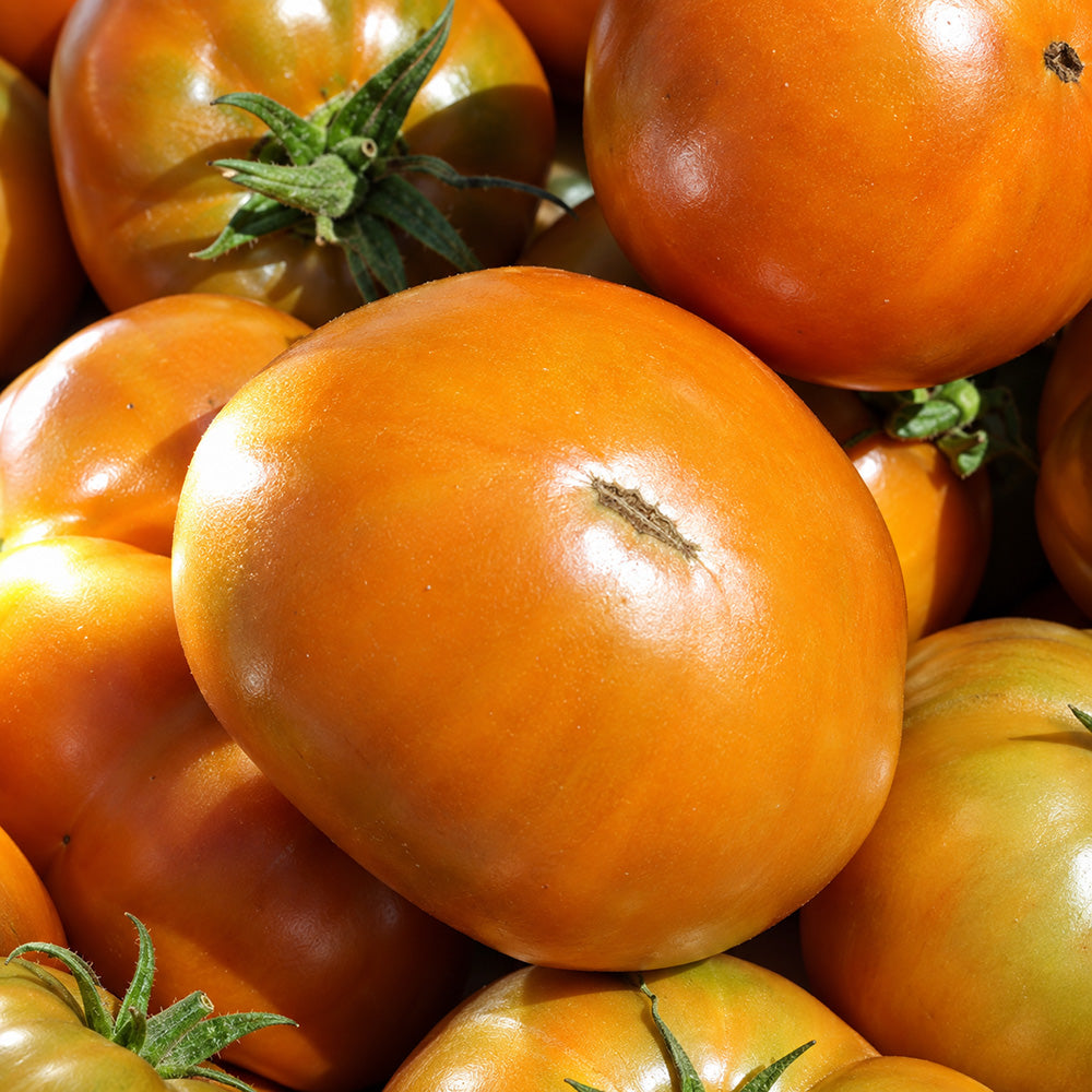 196 Kiwanis Tomato