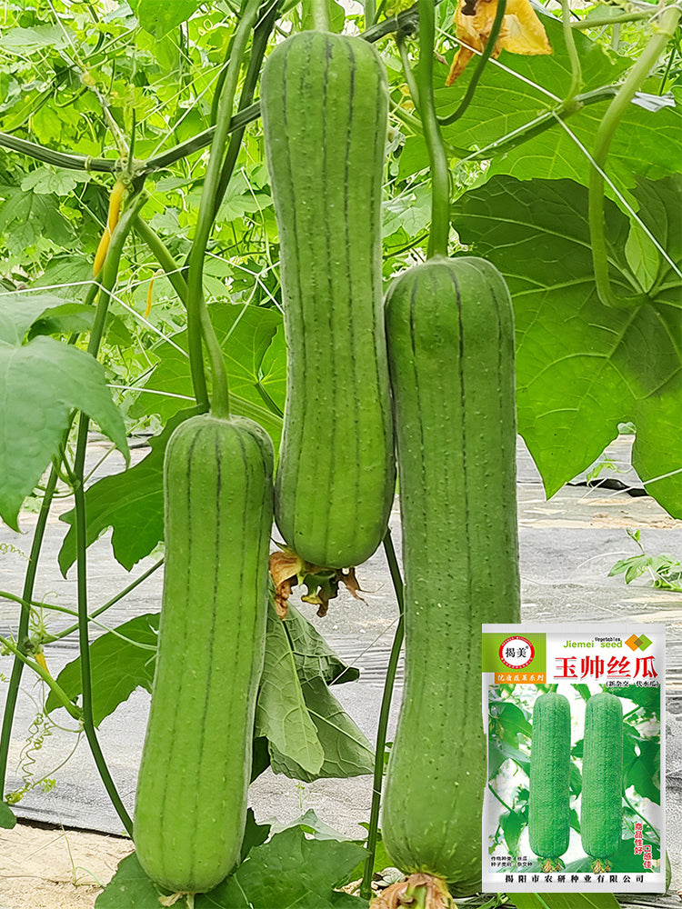 Yushuai Smooth Luffa