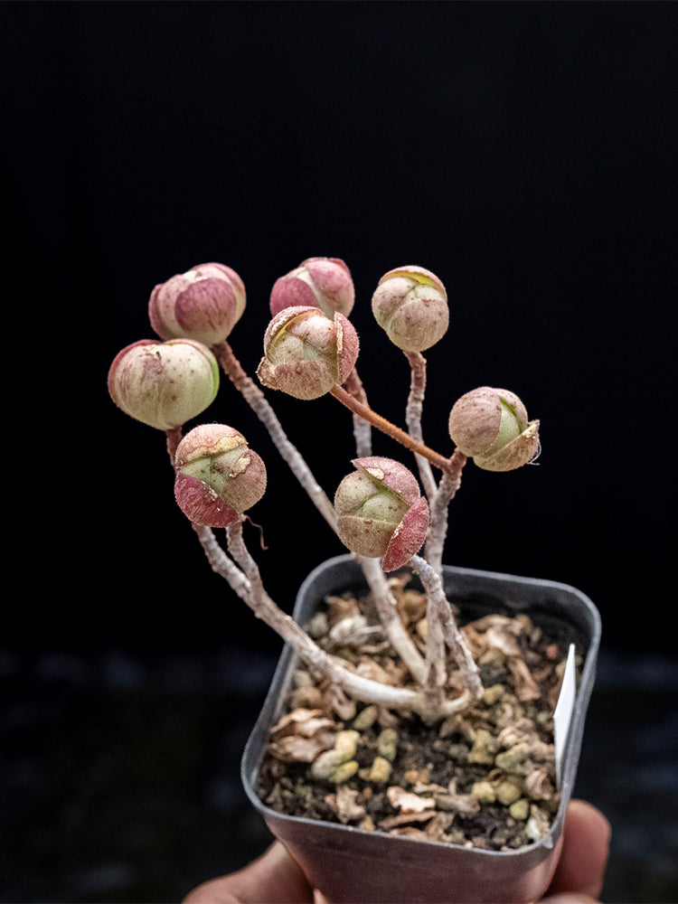 Aeonium saundersii