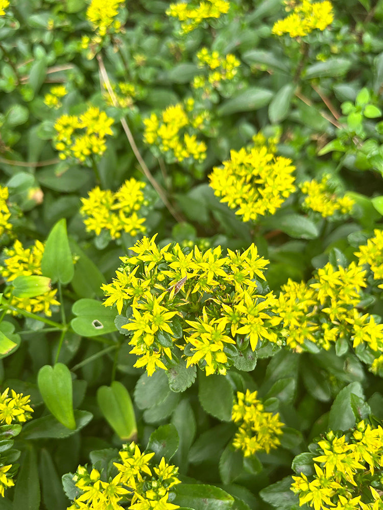 Sedum aizoon