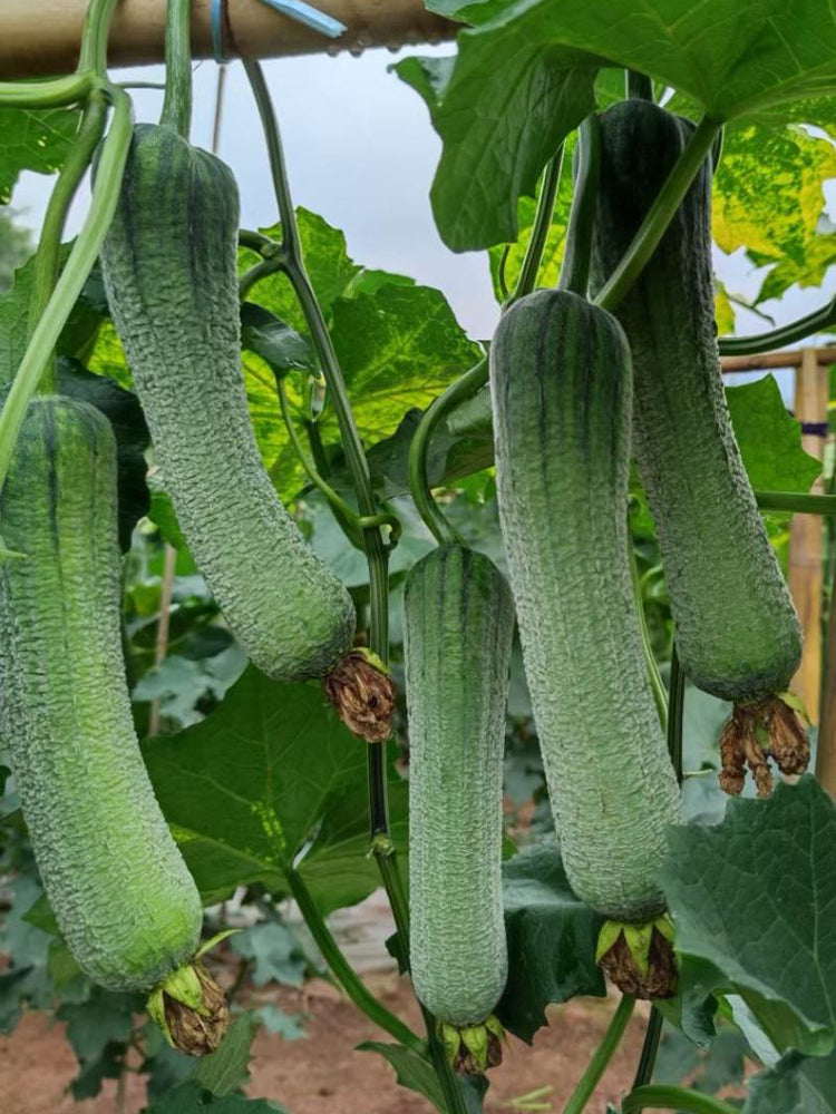 Chunxiang Luffa