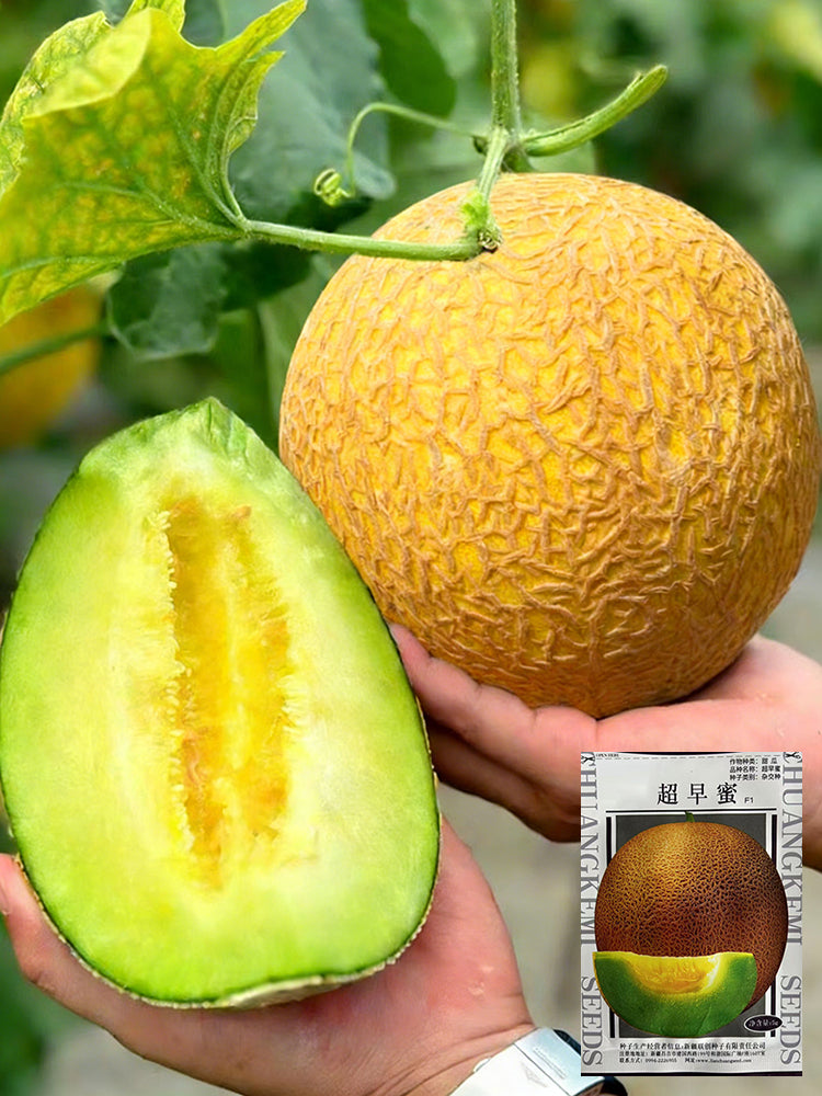 Super Early Honey Melon