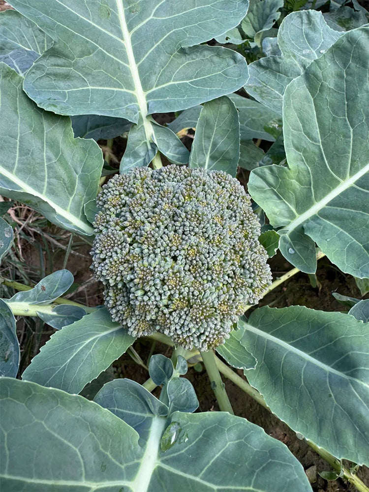 Broccoli
