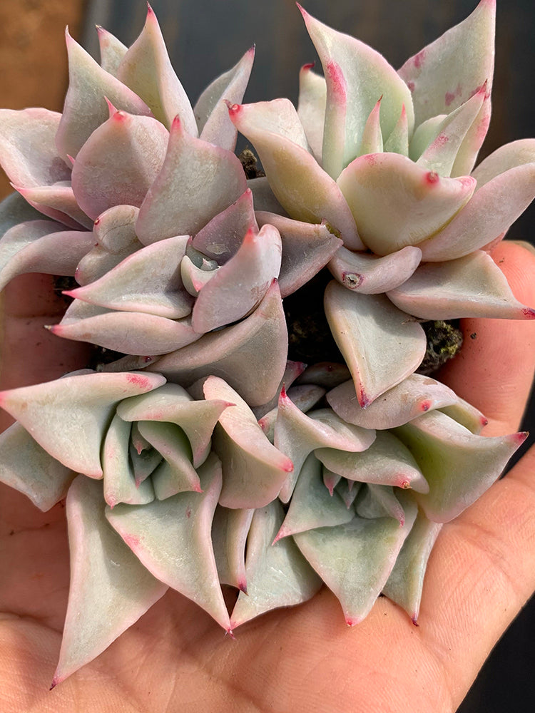 Echeveria cv. 'Dumpling Wrapper'
