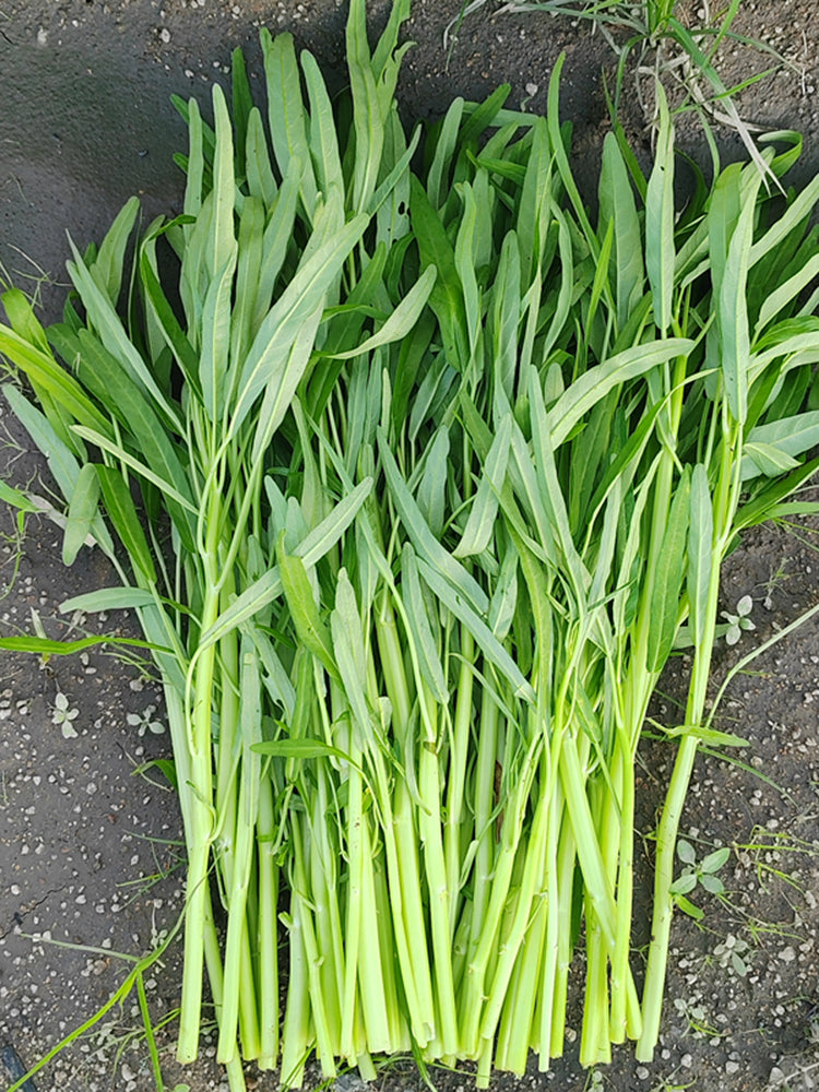 YuFeng No.6 Water Spinach